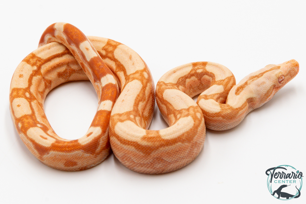 Boa constricteur - Boa imperator Arabesque Albinos Kahl 