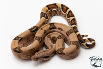Boa constricteur - Boa imperator Jungle Het Blood Kahl