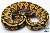 Python royal - Python regius Pastel Yellow Belly