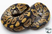 Python royal - Python regius Phantom Het Clown