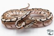 Python royal - Python regius Spider Cinnamon 
