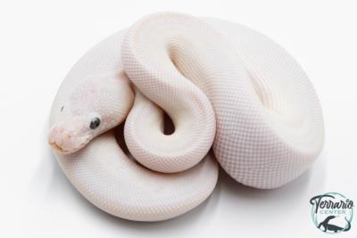 Python Royal - Python regius Leucistic