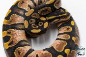 Python royal - Python regius Sugar
