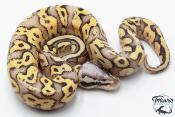 Python royal - Python regius Super Pastel Fire ( SuperFLy )