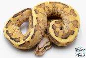 Python royal - Python Regius Vanilla Cream