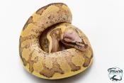 Python royal - Python Regius Vanilla Cream