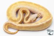 Python royal - Python Regius Vanilla Cream Lesser