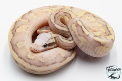 Python royal - Python Regius Vanilla Scream Lesser