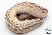Python royal - Python regius Super Pastel Fire ( SuperFLy ) Lesser