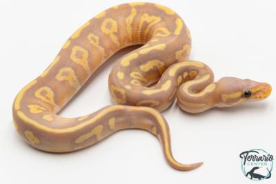 Python royal - Python regius Banana Mojave Yellow Belly
