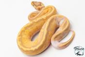Python royal - Python regius Banana Pastel Piebald