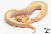Python royal - Python regius Banana Sugar Spider