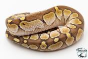 Python royal - Python regius Butter