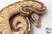 Python royal - Python regius Butter Firefly