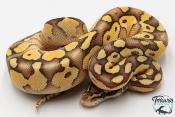 Python royal - Python regius Butter Pastel Vanilla