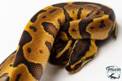 Python royal - Python regius Enchi Leopard Yellow Belly