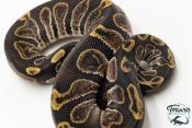 Python royal - Python regius GHI