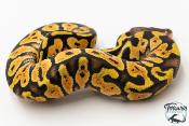 Python royal - Python regius Gravel Pastel