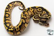Python royal - Python regius Leopard Pastel Yellow Belly
