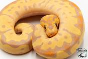 Python royal - Python regius Banana Clown