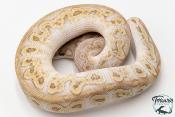 Python royal - Python regius Clown Butter GHI