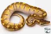 Python royal - Python regius Butter Enchi