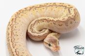 Python royal - Python regius Butter Pinstripe Special