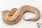 Python royal - Python regius Banana Black Pewter