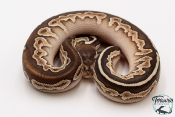 Python royal - Python regius Black Pastel Butter