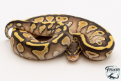 Python royal - Python regius Lesser Yellow Belly het Clown