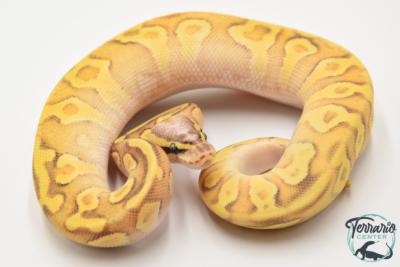 Python royal - Python regius Super Enchi Pastave Yellow Belly