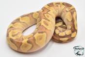 Python royal - Python regius Super Enchi Mojave Yellow Belly