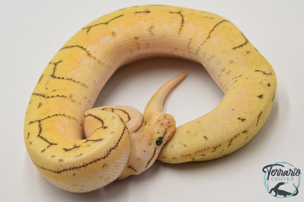 Python royal - Python regius Spinner Blast Yellow Belly
