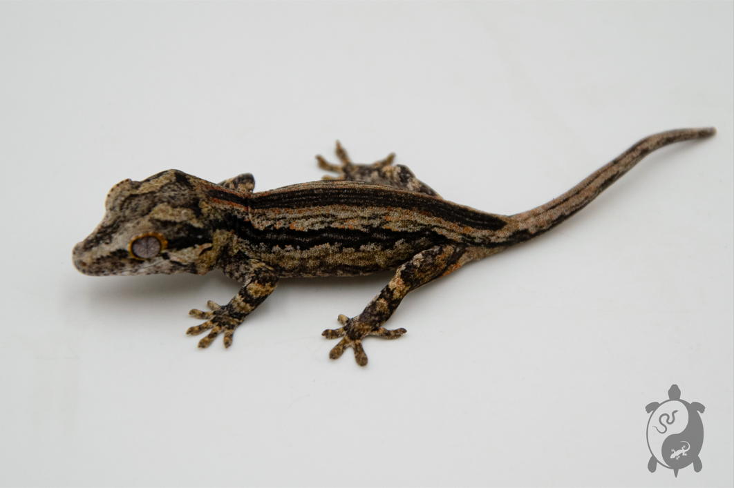 Rhacodactylus auriculatus - Gecko gargouille - NCUE - PH2022111014285246