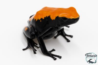 Adelphobates galactonotus - Dendrobate galactonotus - Grenouille poison Orange