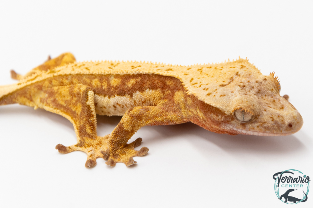 Correlophus ciliatus - Gecko à crête - NC 2025 -  45
