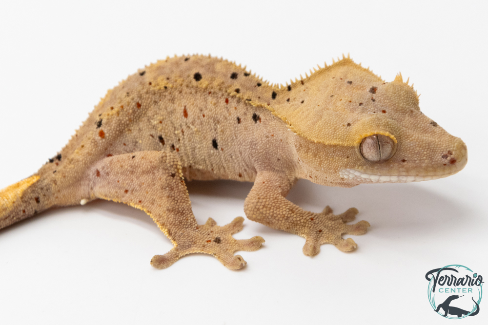 Correlophus ciliatus - Gecko à crête - NC 2025 -  46A