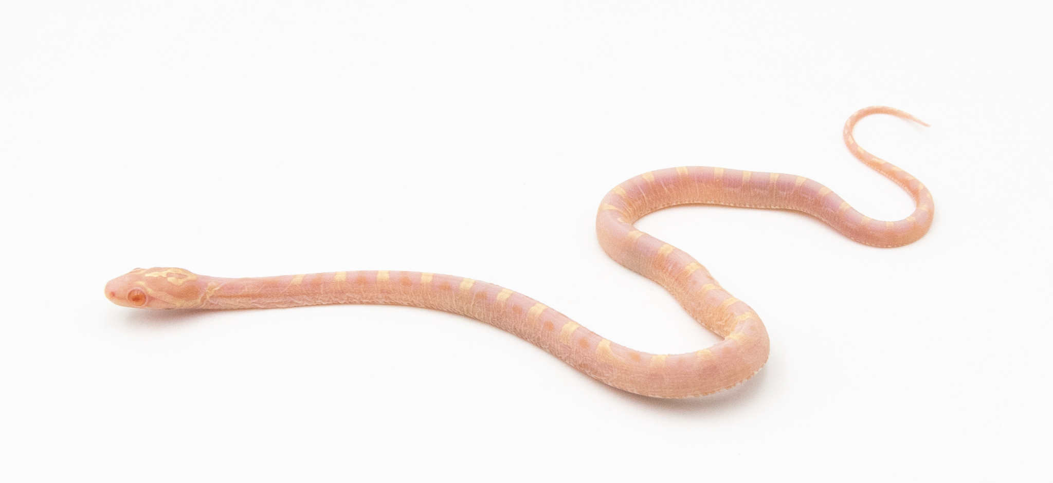 Serpent des blés - Pantherophis guttatus Butter Scaleless