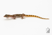 Tropiocolotes tripolitanus - Gecko nain 
