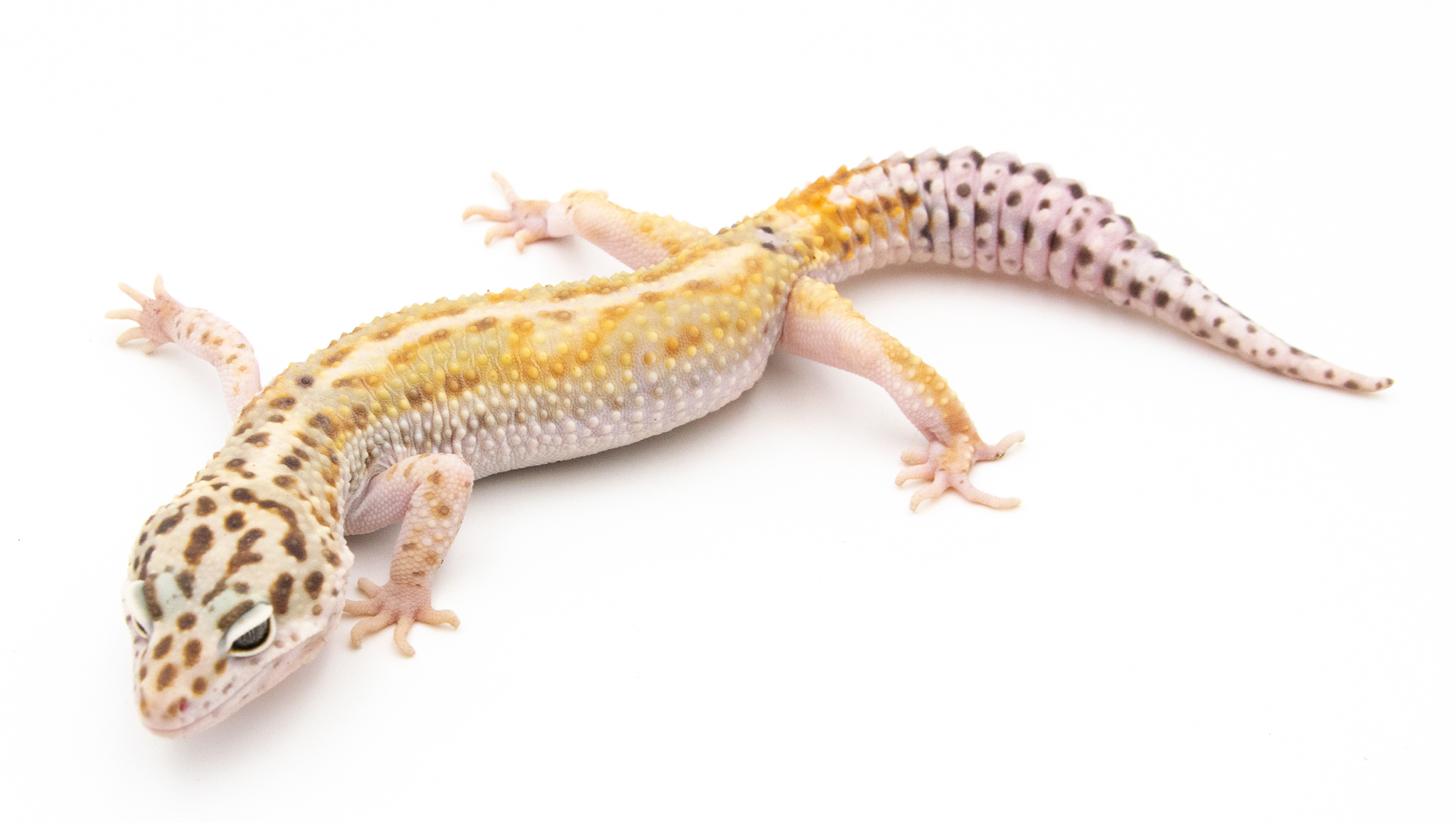 EJ171 - Gecko Léopard - Eublepharis Macularius stripe - &#9794; - NC 2021