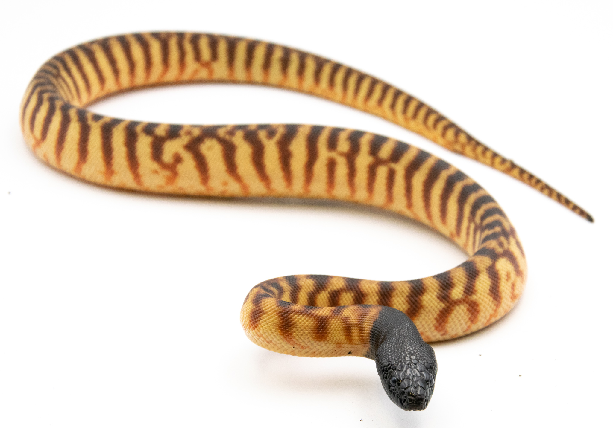 Aspidites melanocephalus - Python à tête noire 