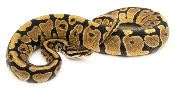 Python royal - Python regius Spotnose Yellow Belly het Clown