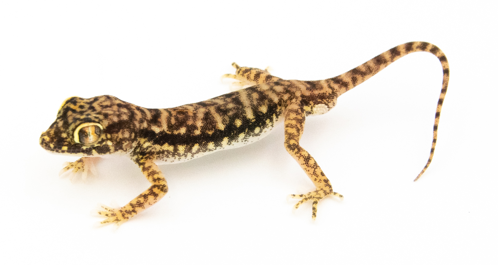 Stenodactylus Petrii - Gecko de dune