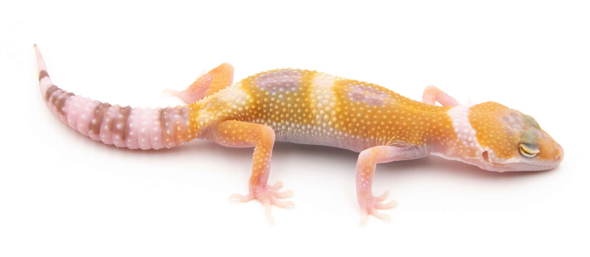 EG15 - Gecko Léopard - Eublepharis Macularius Sunglow - non sexé - NC 2022