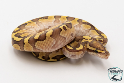 Python royal - Python regius Lesser Fire