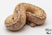 Python royal - Python regius Banana Pastave