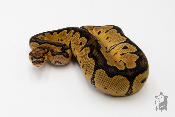 Python royal - Python regius Leopard Clown