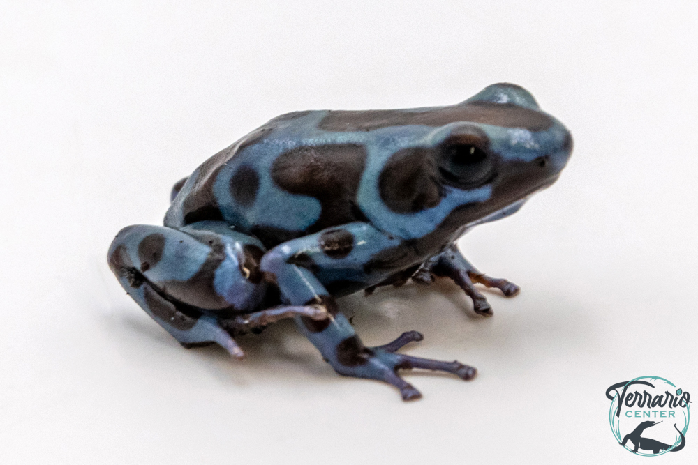 Dendrobates auratus - Dendrobate doré Blue Bronze