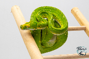 Morelia viridis Biak - Python vert arboricole - Femelle 250228500118568    - Sub Adulte