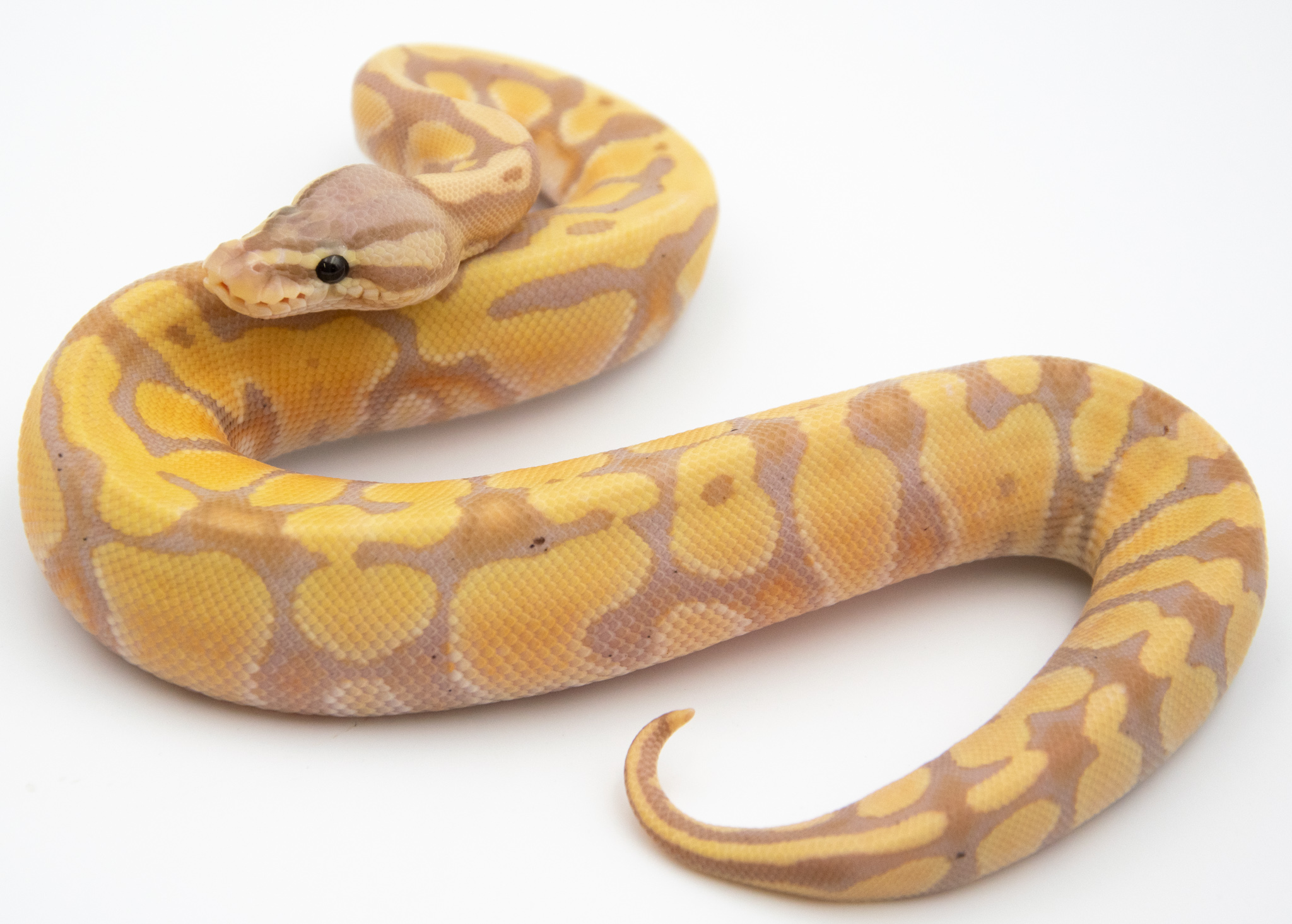 Python royal - Python regius Banana Desert Ghost